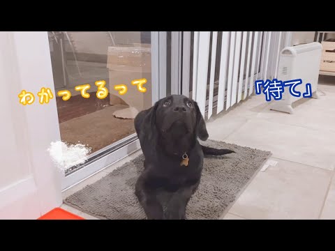 お腹が空きすぎてとうとうしゃべり出したラブラドールレトリバー子犬 黒ラブ