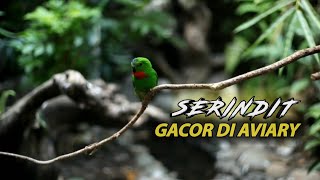 Serindit Gacor Di Aviary || Efektif Pancing Serindit Yang Males Bunyi