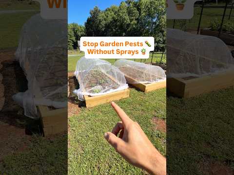 Stop Garden Pests Without Sprays #gardening #growyourownfood #raisedbeds #vegetablegarden
