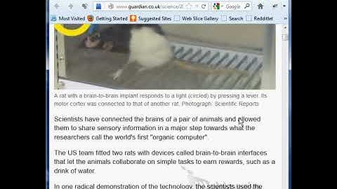 Rat brains connected directly via the internet