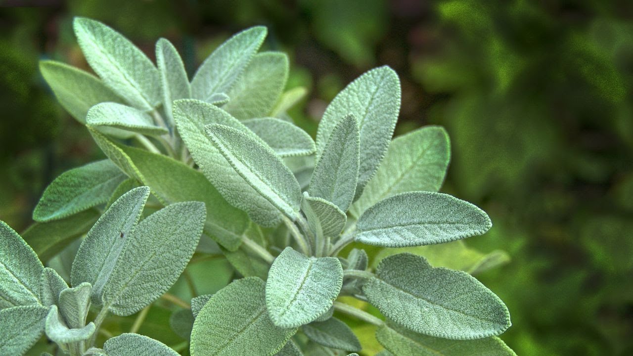 Salbei ist völlig unterschätzt! Anwendung & Wirkung | Heilpflanze