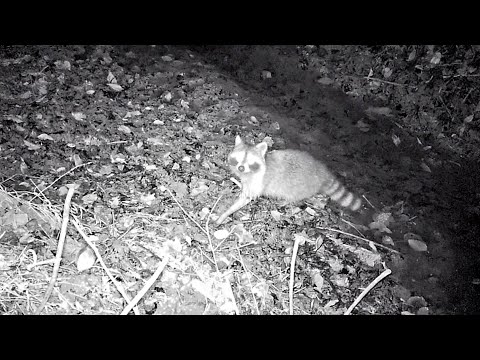 Beaver Dam In The Middle Trail Camera Footage! || Raccoon Party!😆