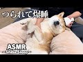 【柴犬ASMR】目と耳でとろける。釣られて眠る極上マッサージ