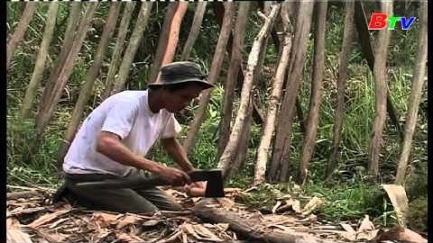 Phim tài liệu: Nghề gác kèo ong