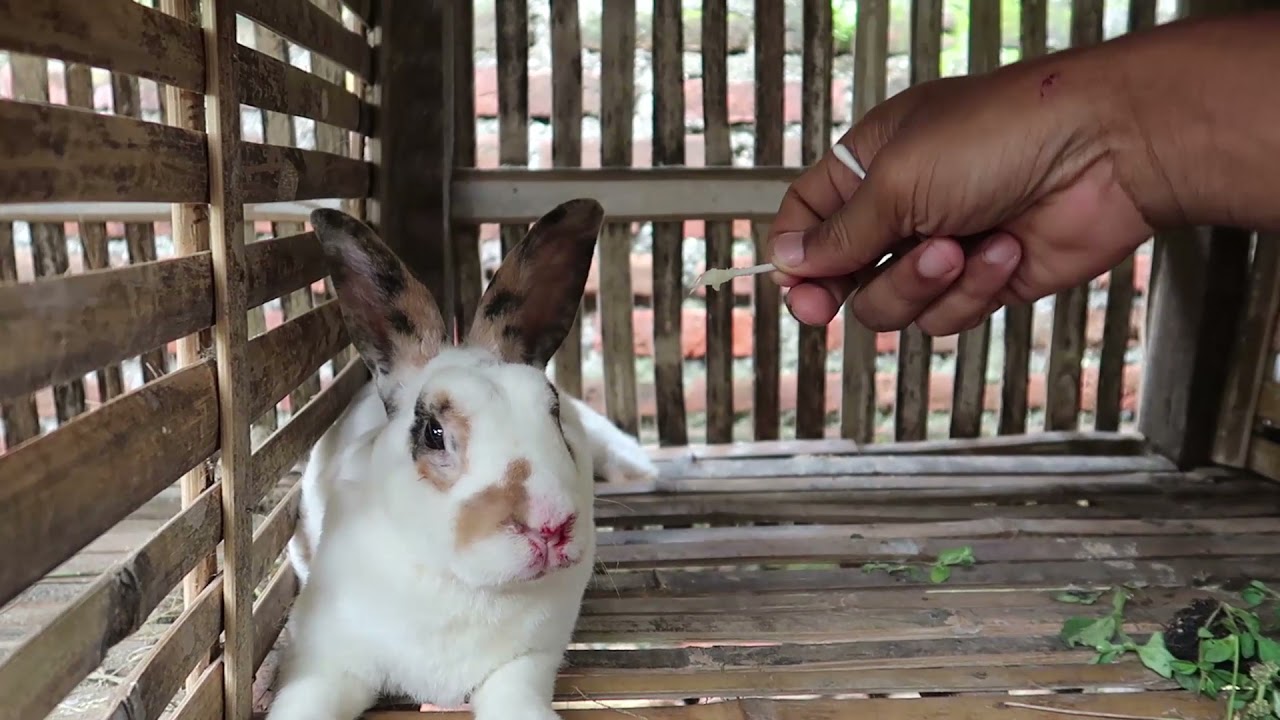 Behandeln Sie eine Wundinfektion an der Nase von Rex-Kaninchen