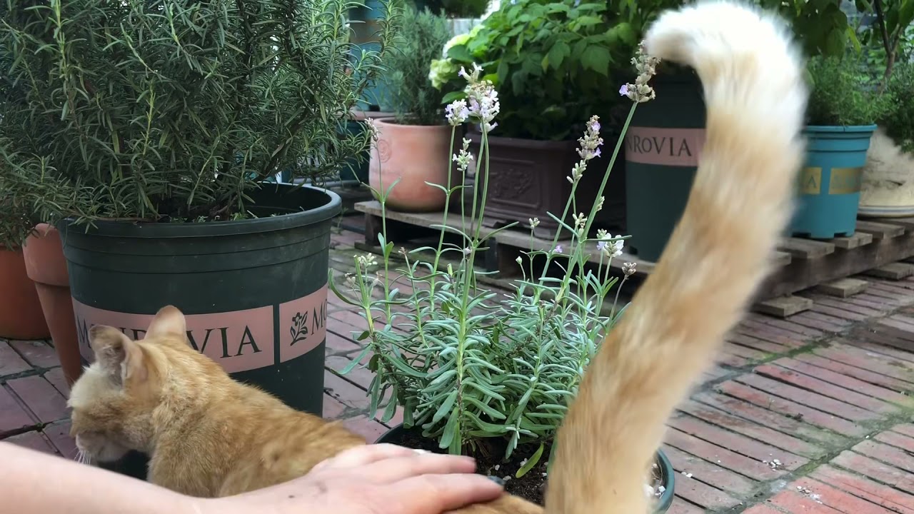 Hướng dẫn cắt tỉa hoa oải hương lavender cho cây khoẻ và ra nhiều hoa