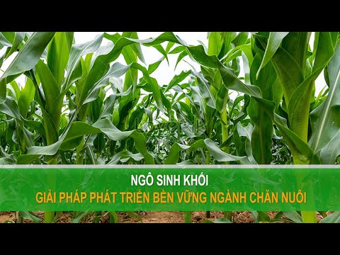 Ngô sinh khối - Giải pháp phát triển bền vững ngành chăn nuôi | VTC16