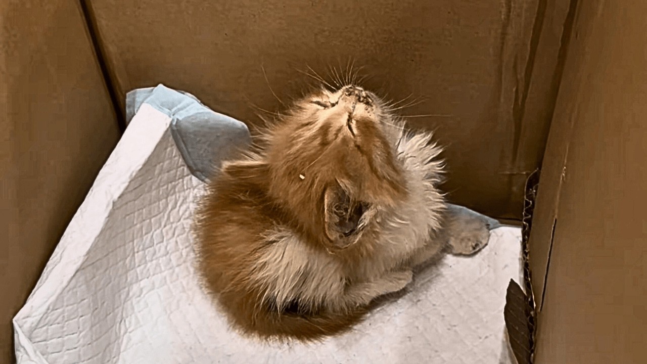 У лифта я нашёл больного котёнка. Ветеринар сказал, что шансов нет, но хорошо, что я не сдался!