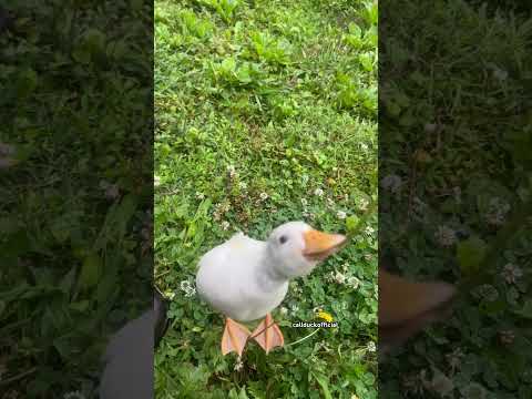 Slow motion video of my duck chip jumping. #duck #funnyanimals #cuteanimals #duckduck