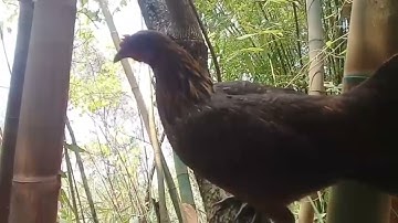 Poj qaib seev zoo tiag tiag  lam tso rau sawv daws tau dib qaib  ua si