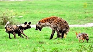Animal Doentary National Geographic - Incredible Predator Alliance Hyena, Wild Dog & Jackal