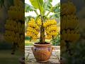 🍌Banana Tree Planting EXPLODE with Growth Using This Simple Technique! #banana #live #shorts