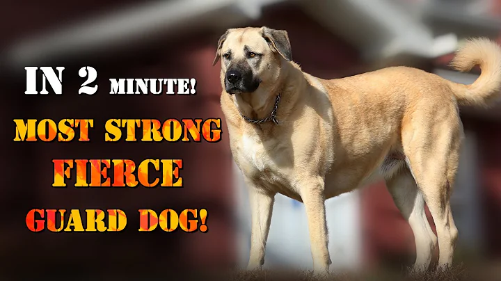Kangal - In 2 Minute! Most Strong, fierce, guard dog! | Dogmal