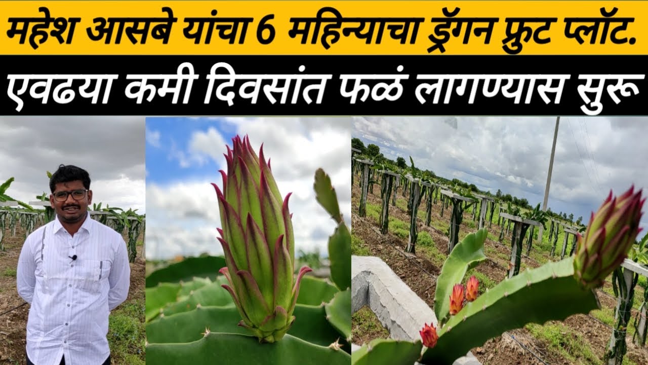 महेश आसबे यांचा 6 महिन्याचा ड्रॅगन फ्रुट प्लॉट,6 महिन्यात लागले फळ कस आहे त्यांचं नियोज:Dragon Fruit