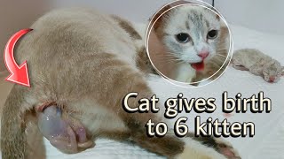Siamese Cat Giving Birth to 6 Kittens (Helping her in Labor)