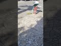 Bir iş yerinin önünde 700 avro düşüren vatandaşın parası, bir kadın tarafından teslim edildi.