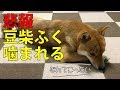 豆柴の仔犬ふく、散歩中に噛まれる！（最後におまけ有り） #45