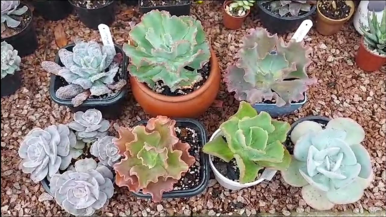 As Nossas SUCULENTAS no seu Jardim! As Suculentas que me unem a vocês! Gratidão ❤️