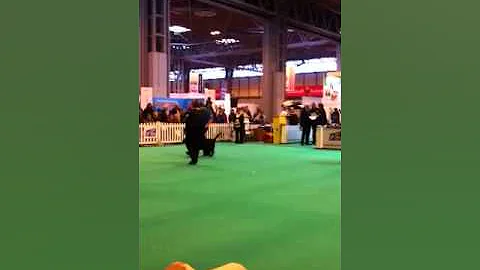 Allison Burrows Crufts