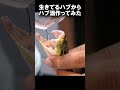 生きたハブからハブ種作ってみた! #Shorts