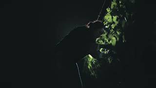 Chandon Harvested Under The Stars