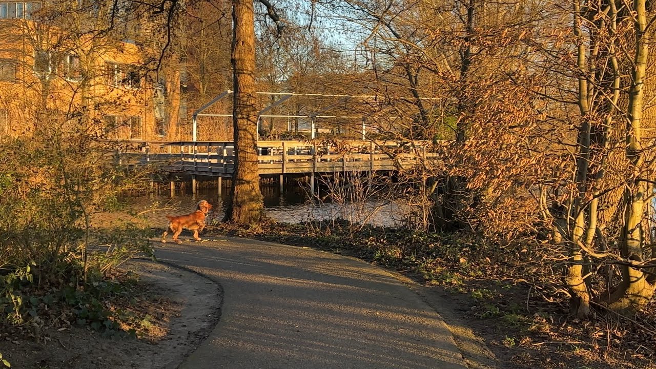 Walking with Dog in Sunny December Morning in Netherlands - No Music, Real Sounds