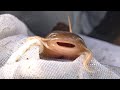 ガチの絶滅危惧種捕まえた