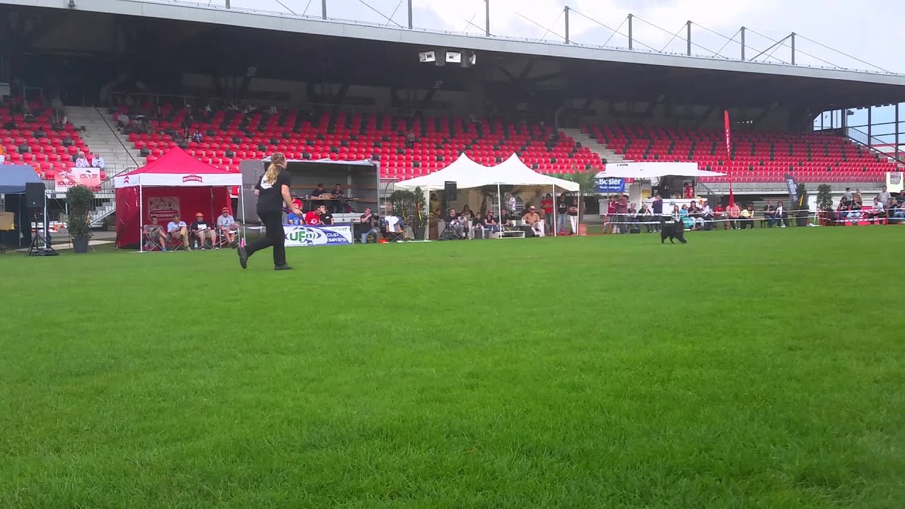 Melanie Fydrich & Baily - 2014 UFO World Cup Finals - Freestyle Round 3 (top 10)