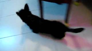 蘇格蘭梗Scottish terrier黑豆宅急便.MOV