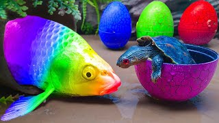 New 💕 FUN VIDEOS OF FISH Best Underground Fishing , Golden Crocodile, Turtle, Colorful Fish