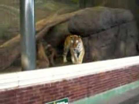 the tiger at the lincoln park zoo