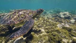 An Underwater Adventure - Protect Their Natural Habitat Before Plastics Kill The Ocean