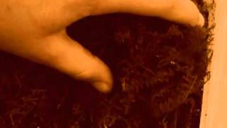 2 Eastern Box Turtle Hatchlings