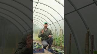 Перцы и томаты будут ломиться от урожая, если подкормить так вскоре после высадки! Когда и чем