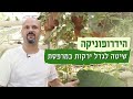 האיש שמגדל ירקות באוויר | עושים ירוק