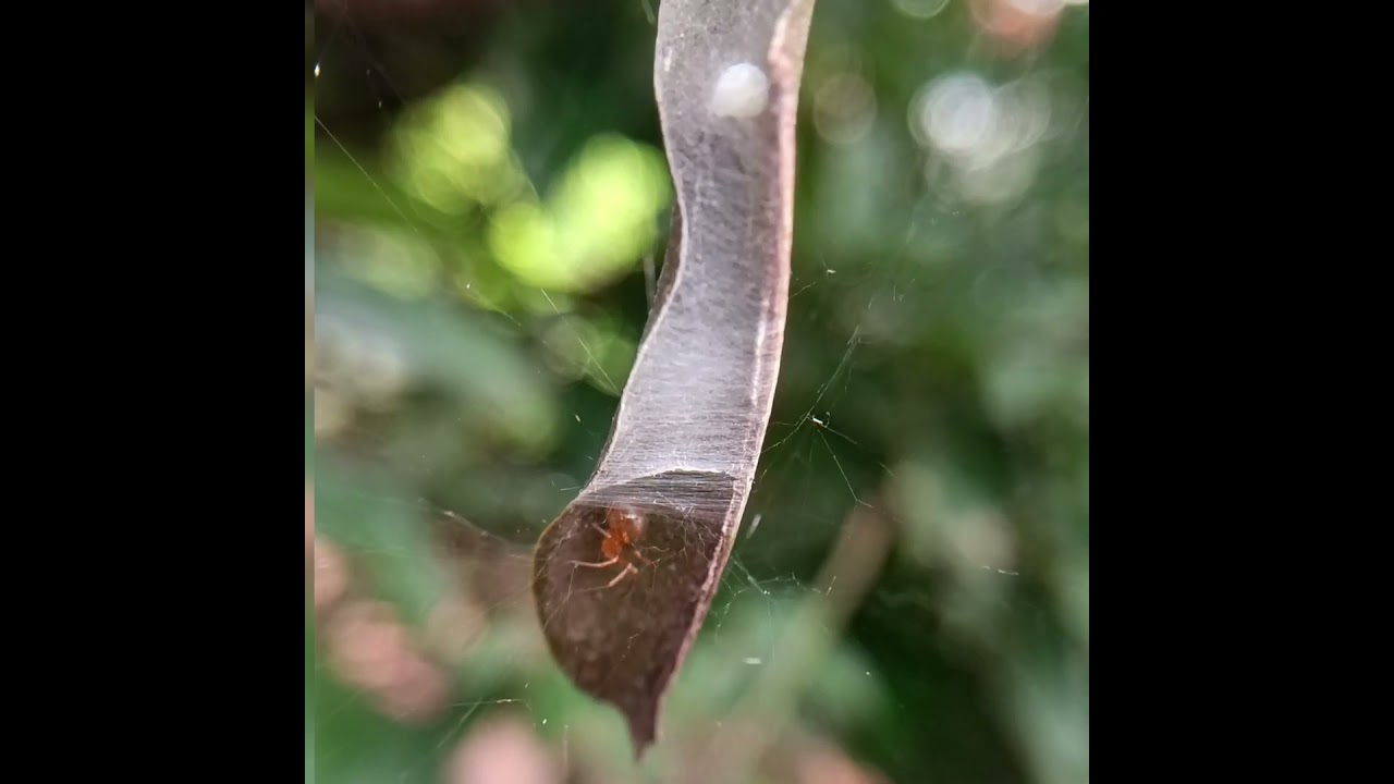 Leaf-curling Spider(Acusilas coccineus)-Read description to know more 
