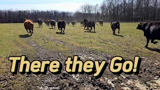 Moving the Cows from Winter feeding area to Calving area!