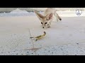 لقاء الفنك بالعقرب لأول مره في حياتة شاهد ردة الفعل Fennec Meets Scorpio For The First Time 