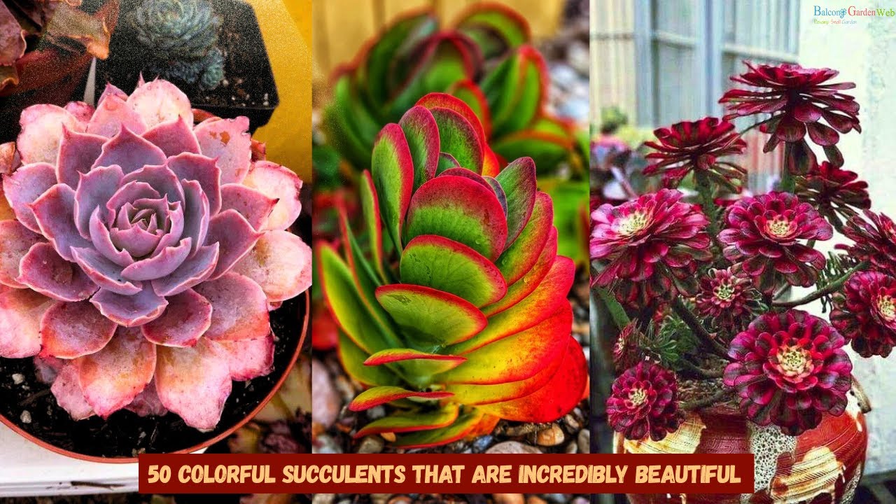 50 Colorful Succulents That Are Incredibly Beautiful