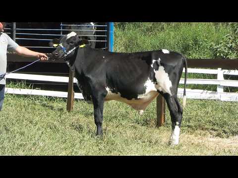 LOTE 156 • LEILÃO GIROLANDO SÃO PEDRO WEEKEND • 9771CN MACHO