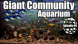 Experience My Giant 600 Gallon Community Fish Aquarium!