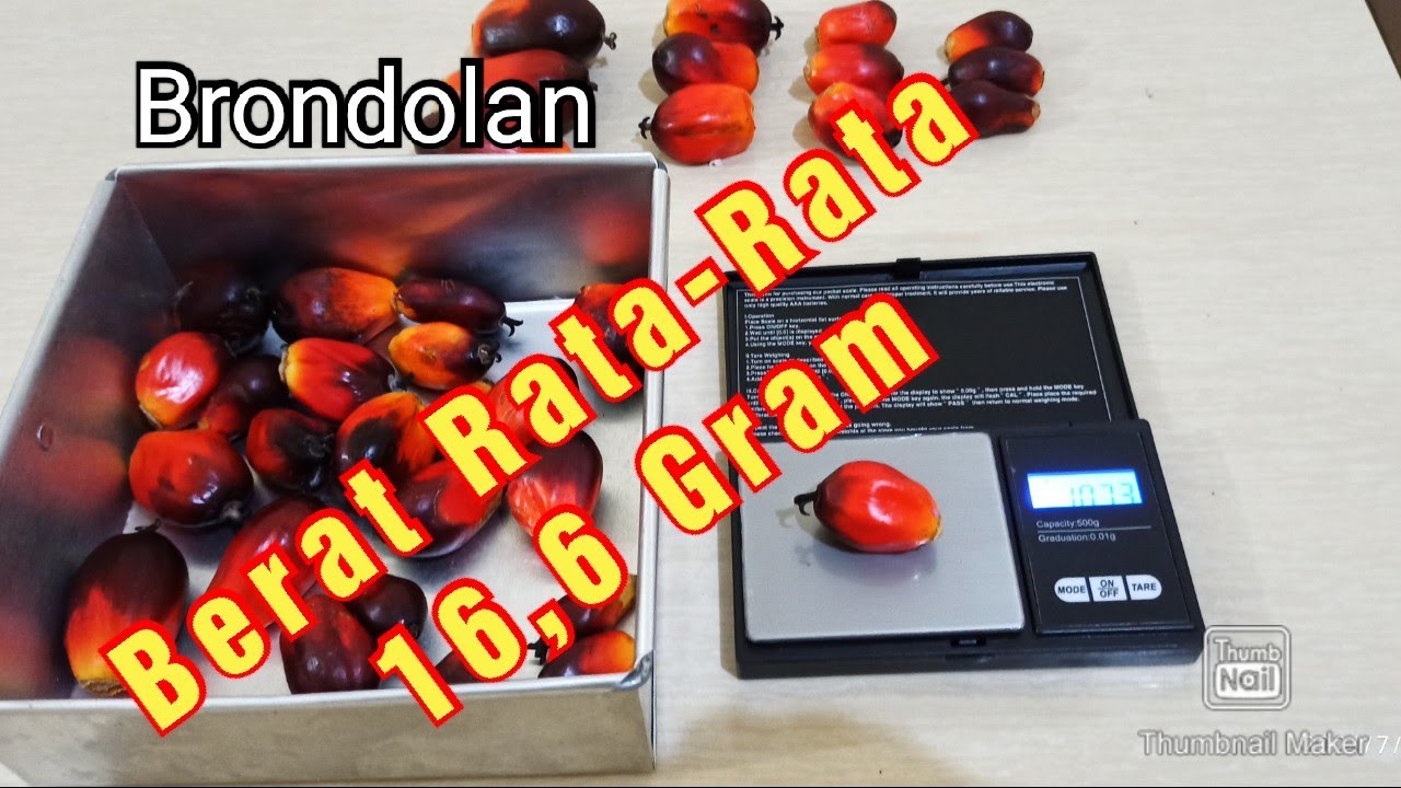 BRONDOLAN, Berat Rata-Rata 16,6 Gram - YouTube