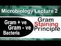 Microbiology lecture 2 | Gram positive and Gram negative bacteria Gram staining principle