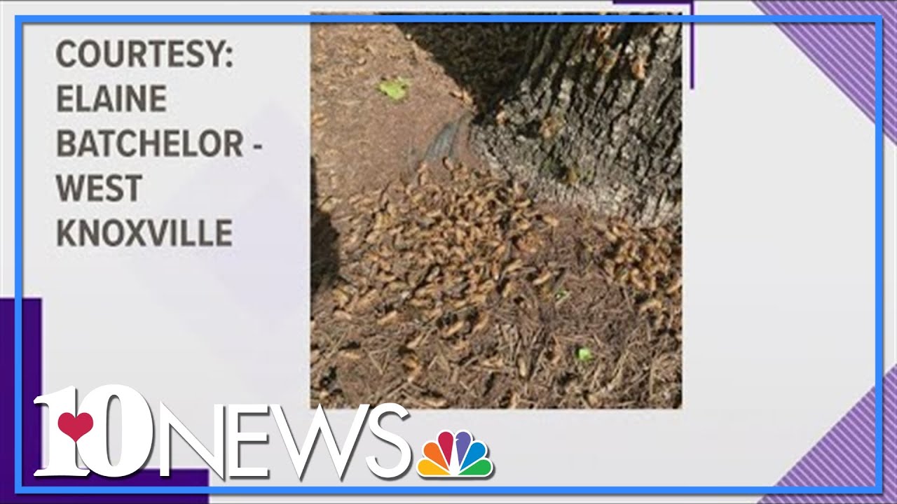 Brood X Cicadas: Your photos