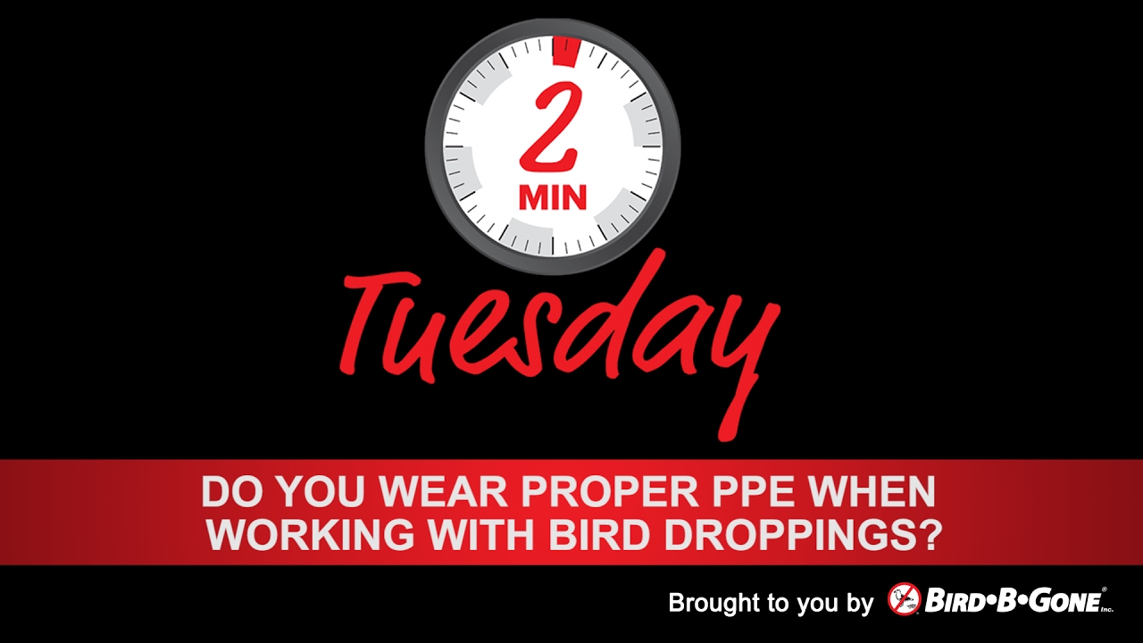 Do you wear proper PPE when working with bird droppings?