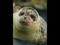 seal guh