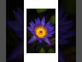 The blue lotus — calm, rare, and divine 💙#flowers #nature #shorts #korea