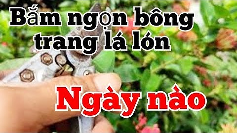thời điểm bấm ngọn cây trang lá lớn (mỹ hồng,mỹ đỏ...)