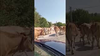 Tokat Artova inekleri yolumuza çıktı uzun süre bize eşlik etti #shorts #tokat #artova #inek #keşfet