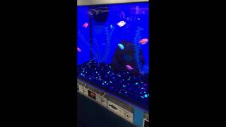 👨‍🔬 Amazing GloFish! 🐟🐠